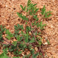 Indigofera hirsuta L.